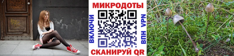 Купить где  Мытищи  Псилоцибиновые грибы Psilocybe 